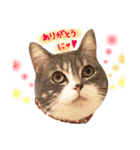 ねこのごんぞうとなかまたち（個別スタンプ：1）