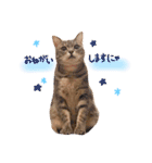 ねこのごんぞうとなかまたち（個別スタンプ：2）