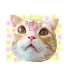 ねこのごんぞうとなかまたち（個別スタンプ：3）