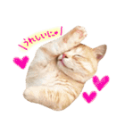 ねこのごんぞうとなかまたち（個別スタンプ：4）