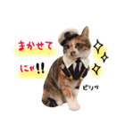 ねこのごんぞうとなかまたち（個別スタンプ：5）