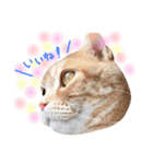 ねこのごんぞうとなかまたち（個別スタンプ：8）
