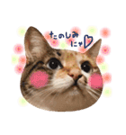ねこのごんぞうとなかまたち（個別スタンプ：9）