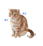 ねこのごんぞうとなかまたち（個別スタンプ：10）