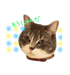 ねこのごんぞうとなかまたち（個別スタンプ：11）