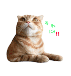 ねこのごんぞうとなかまたち（個別スタンプ：12）