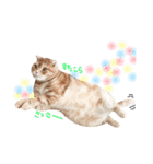 ねこのごんぞうとなかまたち（個別スタンプ：13）
