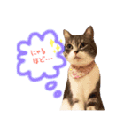 ねこのごんぞうとなかまたち（個別スタンプ：16）