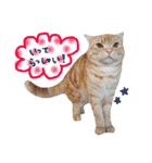 ねこのごんぞうとなかまたち（個別スタンプ：17）
