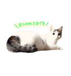 ねこのごんぞうとなかまたち（個別スタンプ：18）