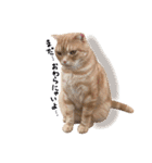 ねこのごんぞうとなかまたち（個別スタンプ：19）