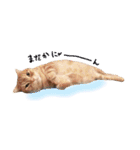 ねこのごんぞうとなかまたち（個別スタンプ：20）