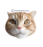 ねこのごんぞうとなかまたち（個別スタンプ：21）