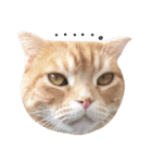 ねこのごんぞうとなかまたち（個別スタンプ：22）