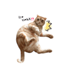 ねこのごんぞうとなかまたち（個別スタンプ：24）
