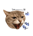 ねこのごんぞうとなかまたち（個別スタンプ：25）