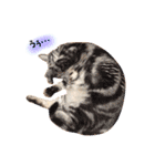 ねこのごんぞうとなかまたち（個別スタンプ：27）