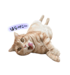 ねこのごんぞうとなかまたち（個別スタンプ：31）