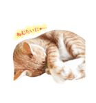 ねこのごんぞうとなかまたち（個別スタンプ：32）