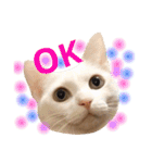 ねこのごんぞうとなかまたち（個別スタンプ：33）