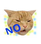 ねこのごんぞうとなかまたち（個別スタンプ：34）