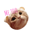 ねこのごんぞうとなかまたち（個別スタンプ：37）