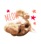ねこのごんぞうとなかまたち（個別スタンプ：38）