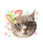 ねこのごんぞうとなかまたち（個別スタンプ：39）