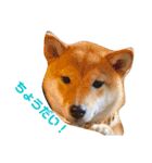 柴犬きなこ★まったり日常2（個別スタンプ：1）