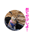 柴犬きなこ★まったり日常2（個別スタンプ：2）