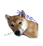 柴犬きなこ★まったり日常2（個別スタンプ：3）