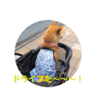 柴犬きなこ★まったり日常2（個別スタンプ：4）