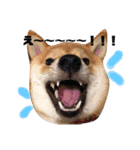 柴犬きなこ★まったり日常2（個別スタンプ：5）