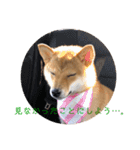 柴犬きなこ★まったり日常2（個別スタンプ：6）