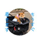 柴犬きなこ★まったり日常2（個別スタンプ：7）