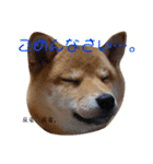 柴犬きなこ★まったり日常2（個別スタンプ：8）
