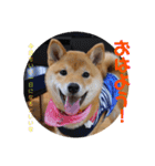 柴犬きなこ★まったり日常2（個別スタンプ：9）
