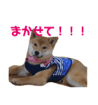 柴犬きなこ★まったり日常2（個別スタンプ：10）