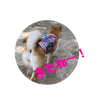 柴犬きなこ★まったり日常2（個別スタンプ：11）