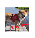 柴犬きなこ★まったり日常2（個別スタンプ：12）