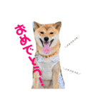 柴犬きなこ★まったり日常2（個別スタンプ：13）