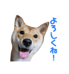 柴犬きなこ★まったり日常2（個別スタンプ：14）