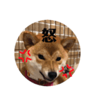 柴犬きなこ★まったり日常2（個別スタンプ：15）
