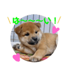 柴犬きなこ★まったり日常2（個別スタンプ：16）