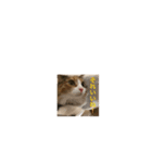 メインクーンスタンプ・3（個別スタンプ：1）