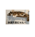 メインクーンスタンプ・3（個別スタンプ：3）