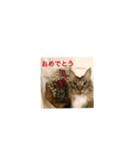 メインクーンスタンプ・3（個別スタンプ：6）