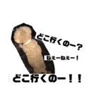 ぷりんだよー♡（個別スタンプ：10）