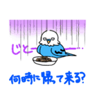 暑インコ（個別スタンプ：15）