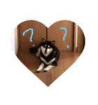 黒柴ナル（個別スタンプ：1）